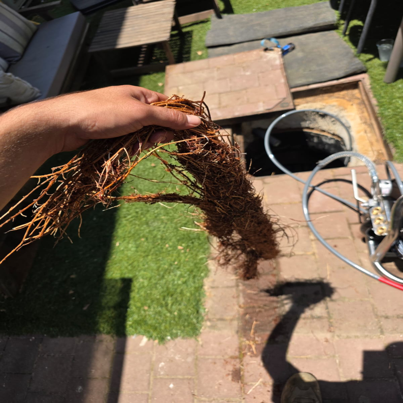 שורשים בצנרת ביוב